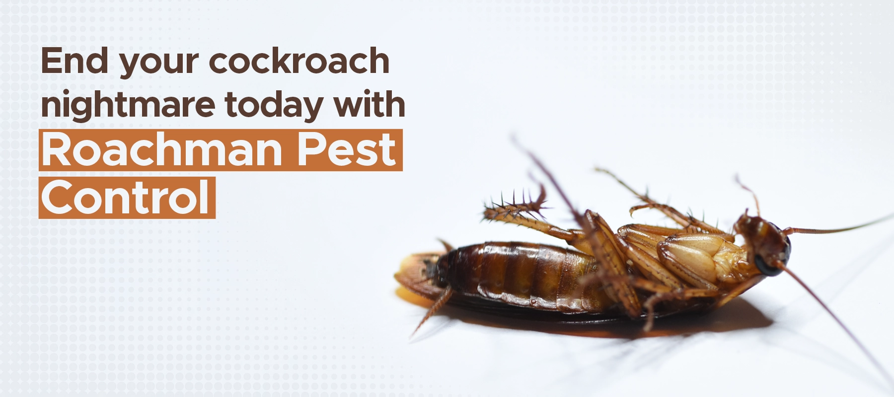 roachman-02-02